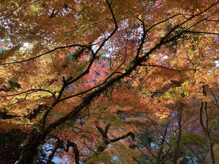 01 紅葉写真.jpg
