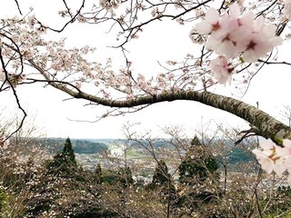 D桜1.jpg