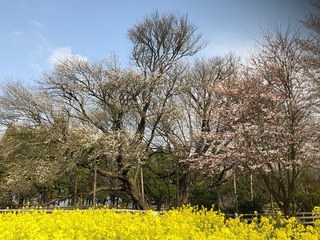 image1.jpg